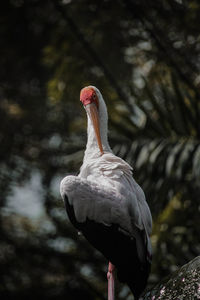 Close-up of bird perching on a tree