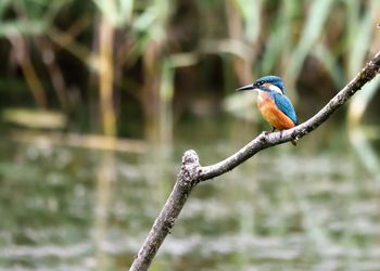 Close-up of bird perching on branch