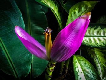 Close-up of insect on purple flower