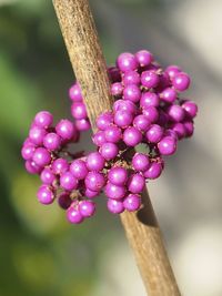 Close-up of berries growing on tree