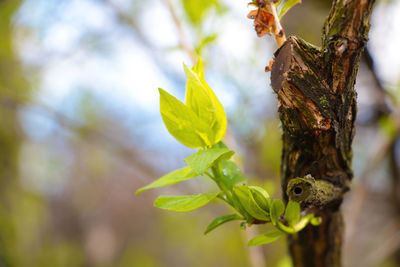 Close-up of insect on plant