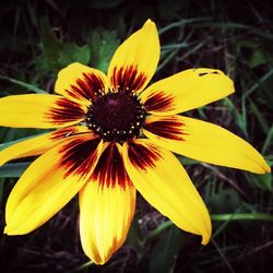 Close-up of yellow flower blooming outdoors