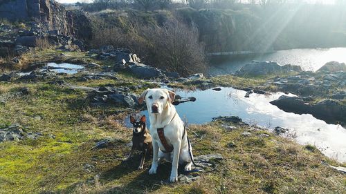 Portrait of dog on land