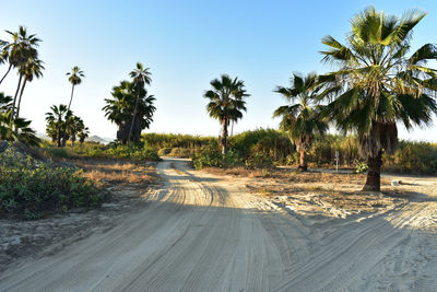 Road amidst palm trees against clear sky