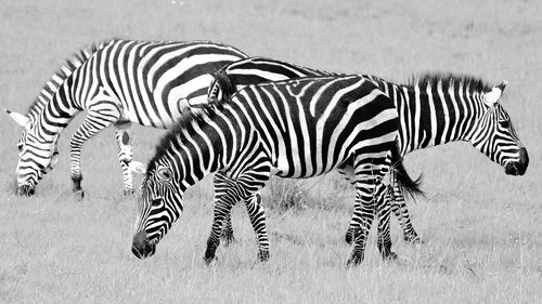 View of a zebra on field