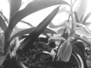 Close-up of cactus plant