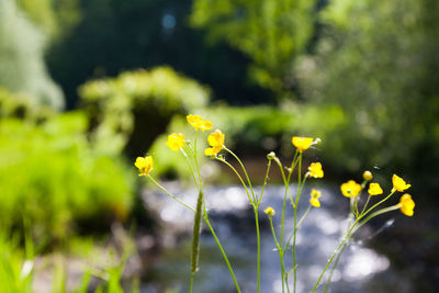 Close-up of yellow flowering plant on field