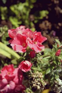 Close-up of pink flowers