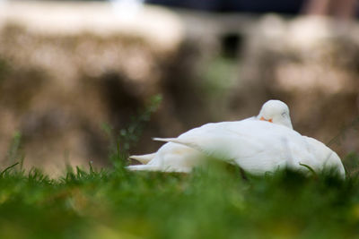 Close-up of white swan