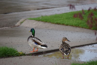Mallard ducks by puddle 