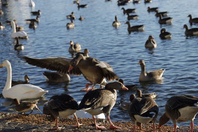 Birds in lake