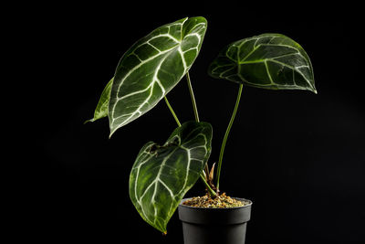 Close-up of potted plant against black background