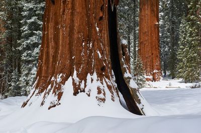 Frozen trees in forest during winter