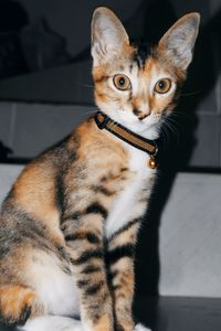 Close-up portrait of a cat