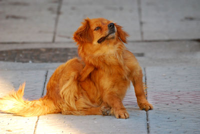 Dog looking away while sitting on footpath