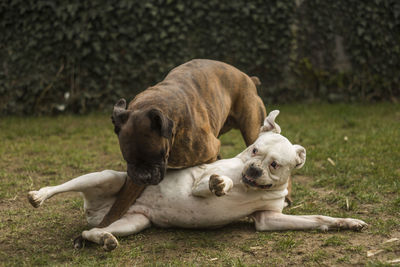 Playful boxers in yard