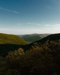 Scenic view of forest against sky