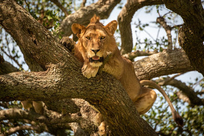 Male lion lies in branches staring down