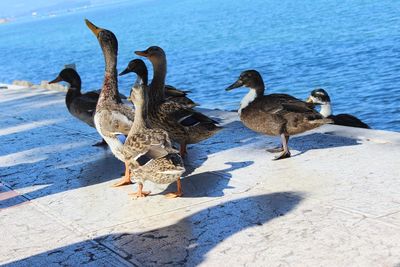 Flock of seagulls on beach