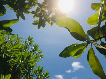 Low angle view of sunlight streaming through tree