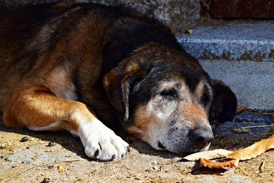 Close-up of dog sleeping outdoors