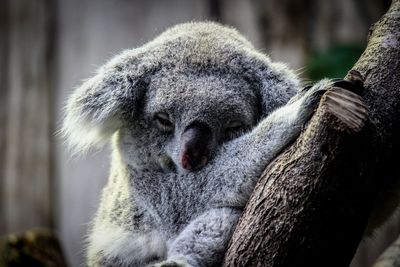 Close-up of an animal sleeping on branch