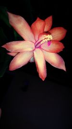 Close-up of pink flower