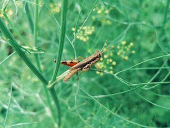 Close-up of insect on plant