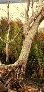 Bare tree in forest