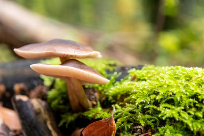 Macro of mushroom in a forest found on mushrooming tour in autumn with brown foliage in backlight