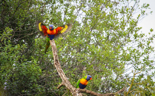 Low angle view of parrot perching on tree