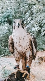 Portrait of eagle