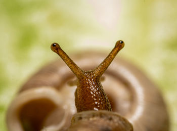 Close-up of snail on leaf