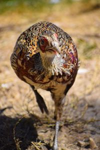 Ringneck pheasant