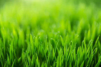 Close-up of grass growing in field