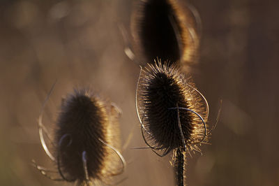 Close-up of dipsacus growing outdoors