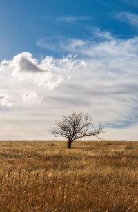 Bare tree on field against sky