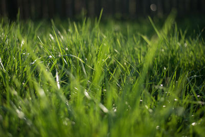 Close-up of grass growing on field