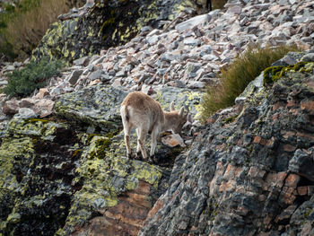 View of sheep on rock