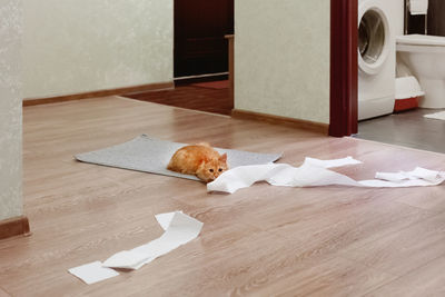 Cute ginger cat was playing with toilet paper. fluffy pet looking scared and waiting for punishment.