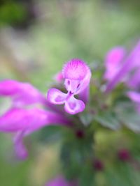 Close-up of pink flowers