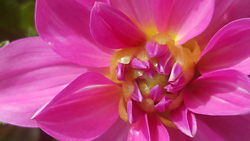 Close-up of pink flower blooming outdoors