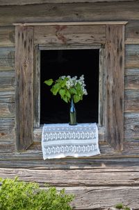 Potted plants against old building