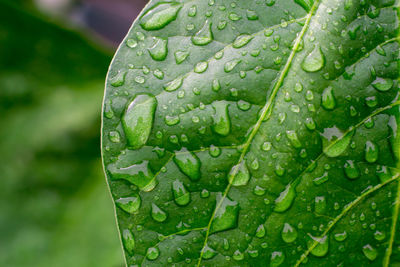 Close-up of raindrops on leaves