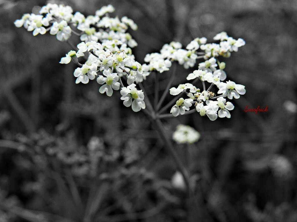 flower, freshness, growth, fragility, white color, petal, beauty in nature, focus on foreground, nature, flower head, blooming, close-up, plant, blossom, in bloom, selective focus, stem, springtime, outdoors, botany