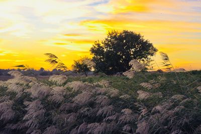 Close-up of plants against sunset sky