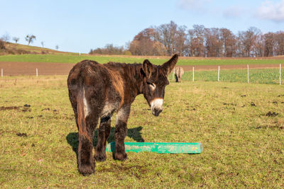 Horse in a field