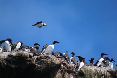 Low angle view of birds flying against blue sky