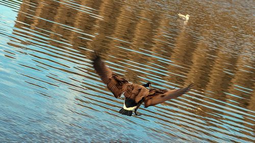 Bird flying over lake