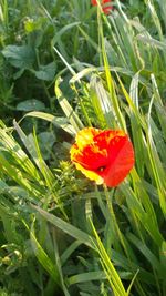 Close-up of red flowers